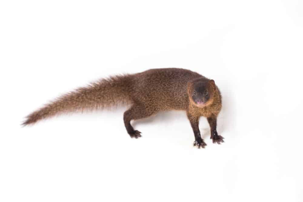 Mongoose (Helogale Parvula) - standing against white background