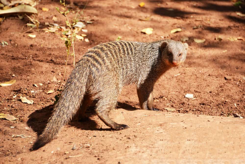 Mongoose (Helogale Parvula) - standing on sandy rock