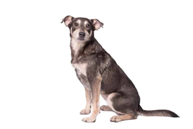 Mongrel (Canis familiaris) - sitting against white background
