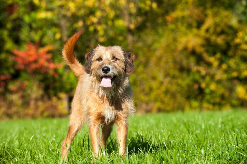 Mongrel (Canis familiaris) - standing on grass