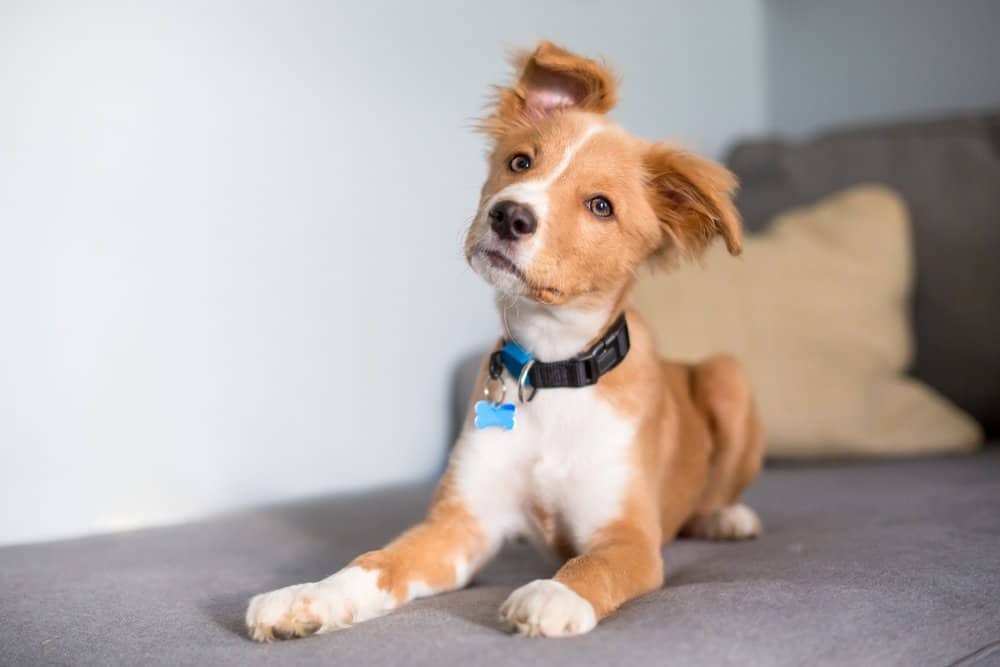 Mongrel (Canis familiaris) - puppy with head turned