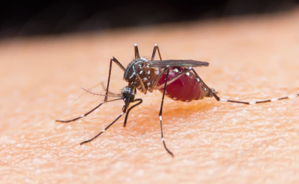 Mosquito (Culicidae): los mosquitos son peligrosos para los humanos, matando hasta un millón por año