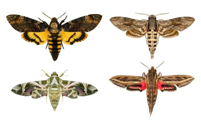 Moth (Gynnidomorpha Alisman) - different species on white background