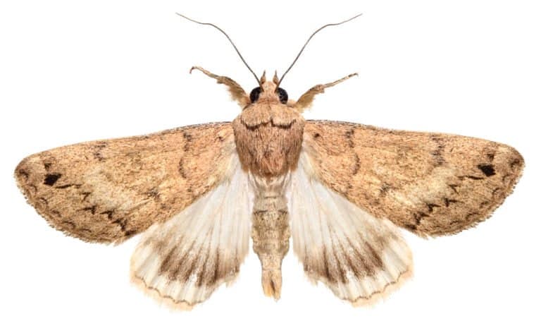 Moth (Gynnidomorpha Alisman) - on white background