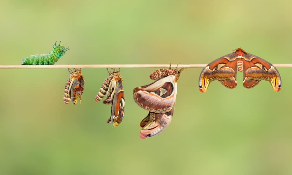 https://a-z-animals.com/media/Moth-Gynnidomorpha-Alisman-life-cycle.jpg