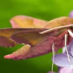 Moth (Gynnidomorpha Alisman) - on flower
