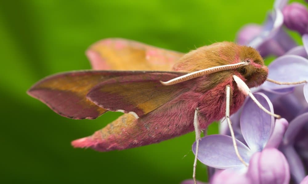 Moth (Gynnidomorpha Alisman) - on flower