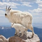 A mountain goat is one of the smelliest animals in Canada. 