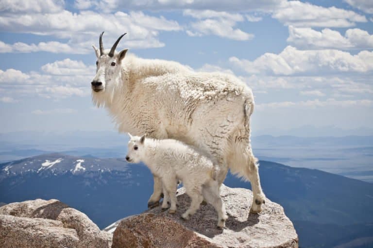 Mountain Goat (Oreamnos-americanus) - goat with baby on a rock