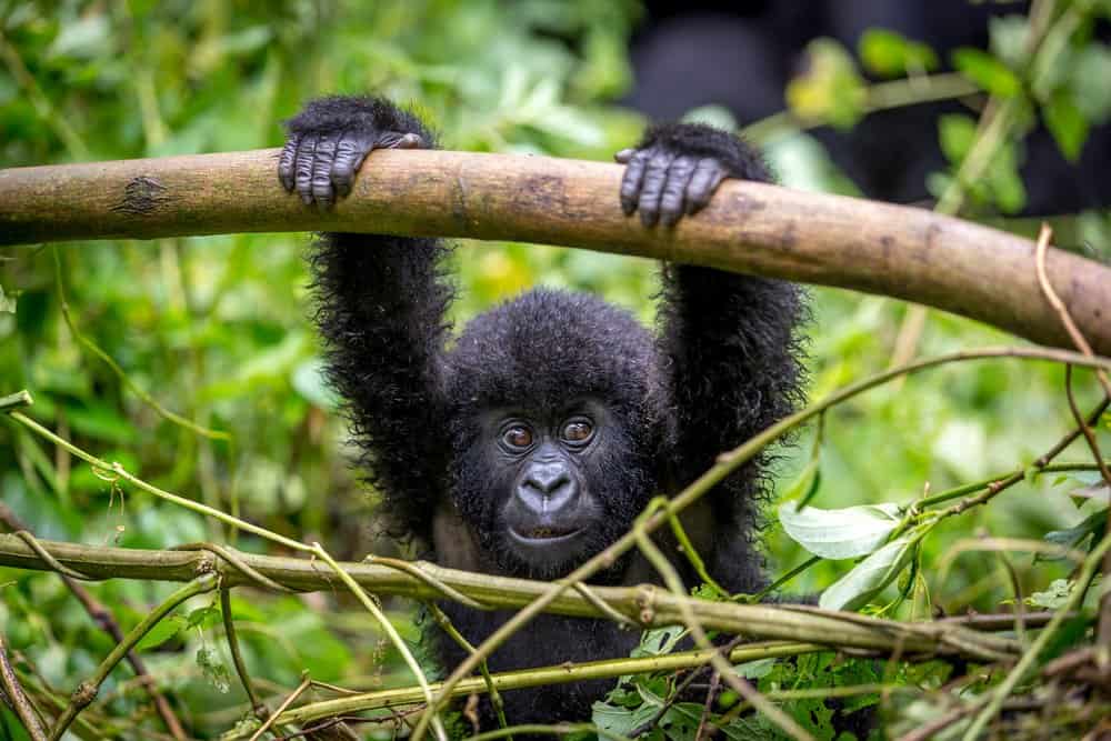Mountain Gorilla (Gorilla beringei beringei) - baby mountain gorilla on branch