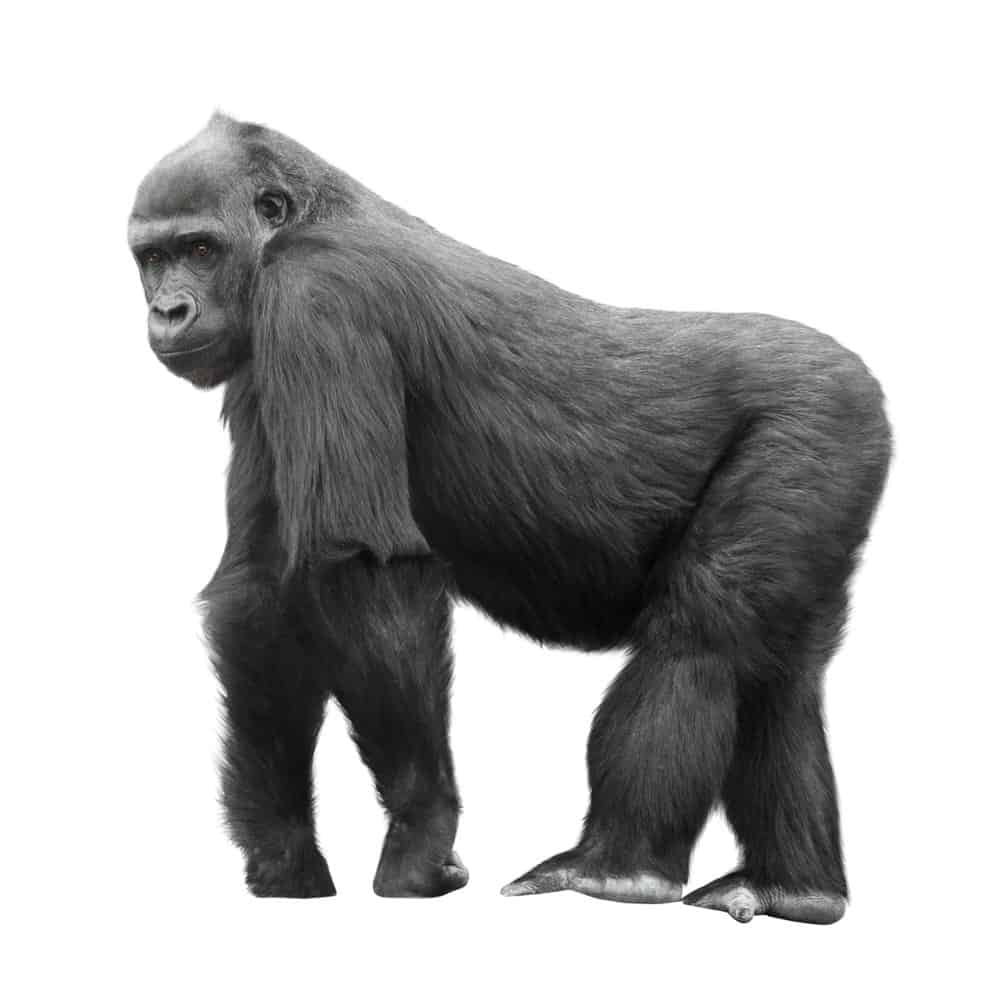 Mountain Gorilla (Gorilla beringei beringei) - silver back mountain gorilla on isloated background