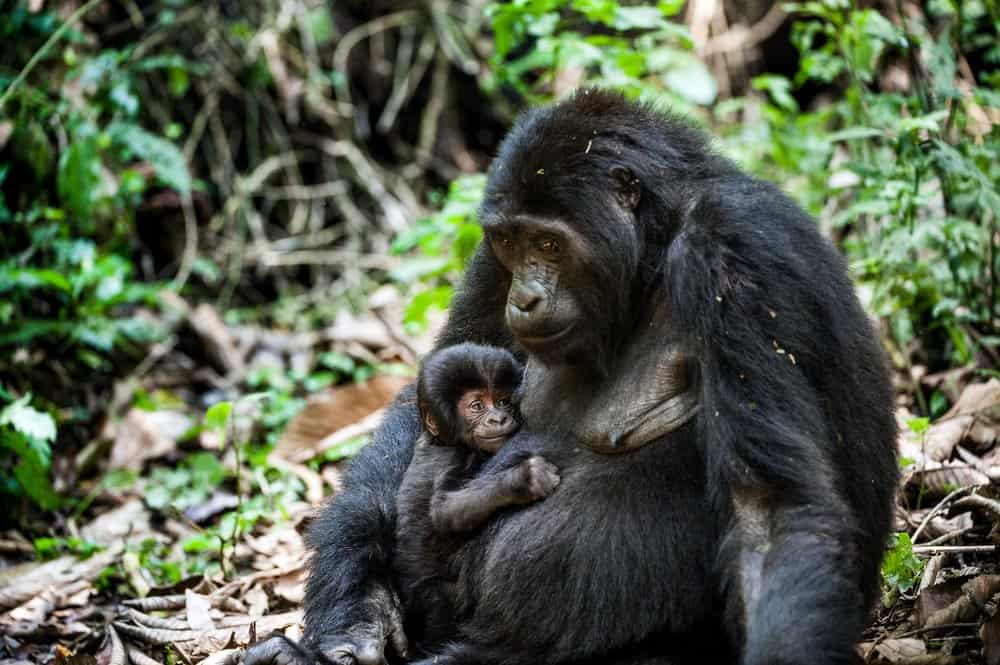 Горная горилла (Gorilla beringei beringei) - горная горилла с детенышем в лесу