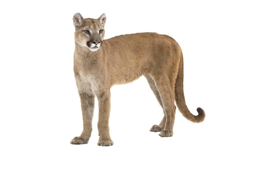 Mountain Lion (Felis Concolor) - standing against white background