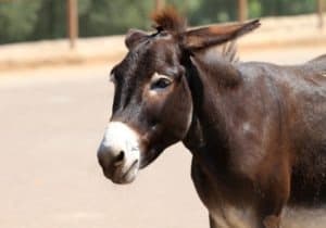 Burro vs Mule: What Are The Differences? Picture