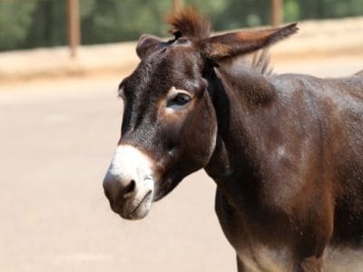 A Mule Quiz: What Do You Know?