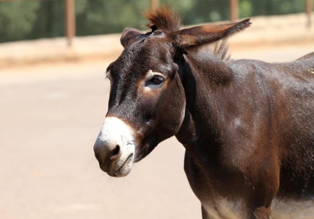 Mule resting