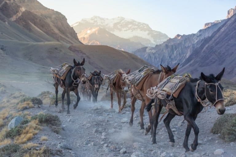 Pack mules descending from the mountains. Aconcagua National Park