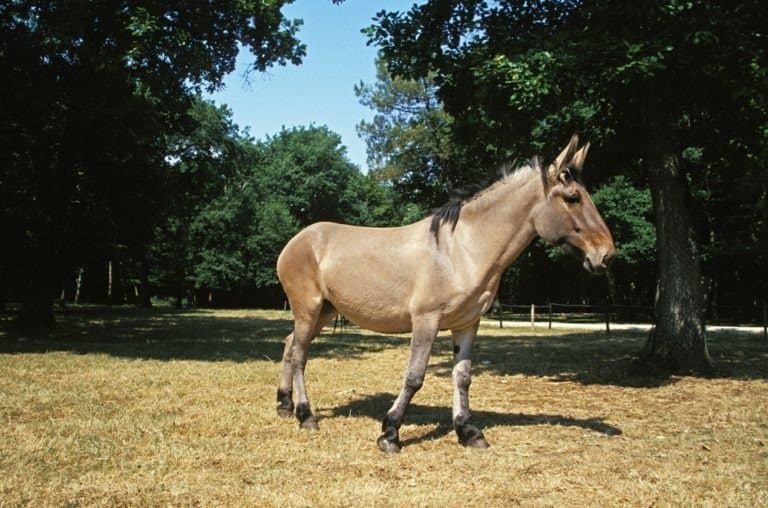 Mule, Crossbreed of Male Donkey and Female Horse