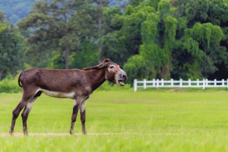 Mule (Equus mule) - in grassy field