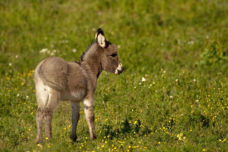 Mule (Equus Mule) - baby standing in grass