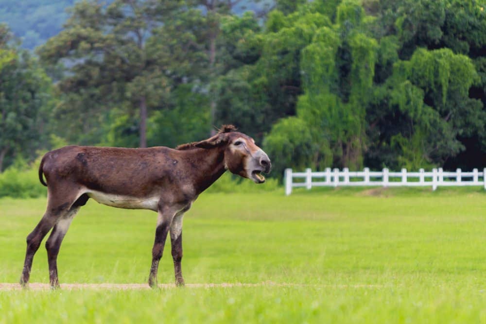 Mule (Equus mule) - on the grass