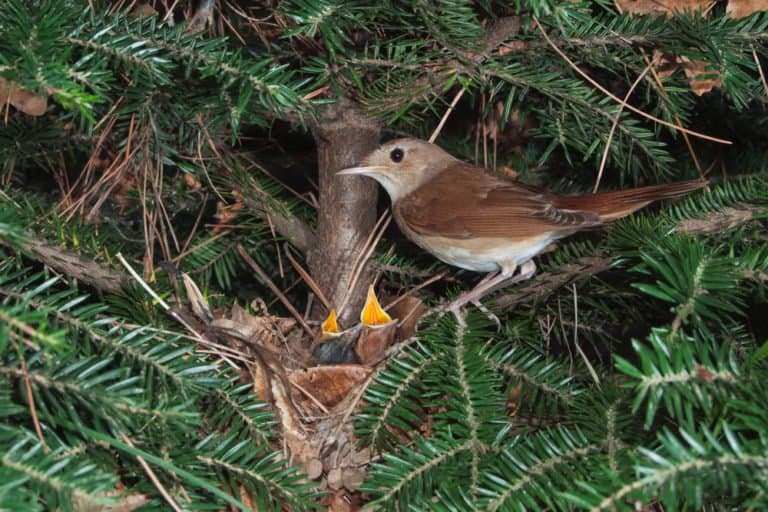 Nightingale (Luscinia Magarhynchos) - with babies in nest in tree