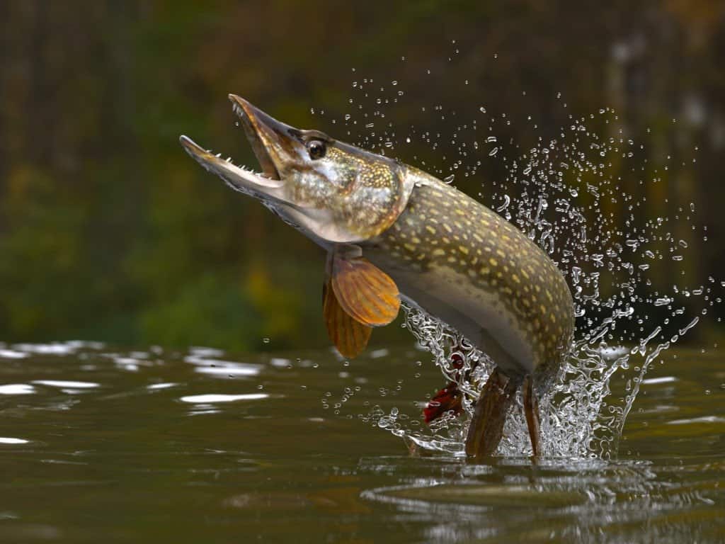Pike jumping out of the water with its mouth open and sharp teeth showing. 