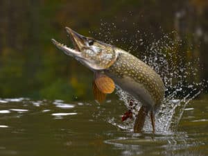The Largest Northern Pike Ever Caught in Maine Picture