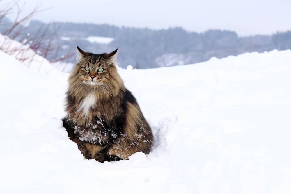 Norwegian Forest (Felis catus) - sitting in snow