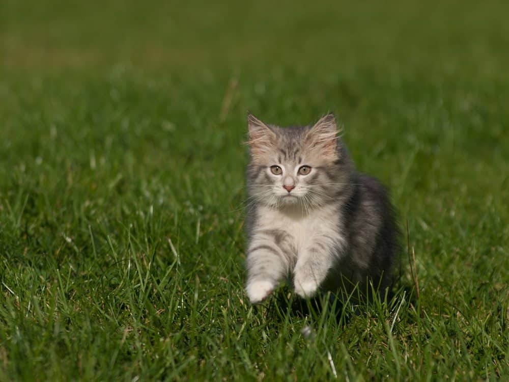 Norwegian Forest (Felis catus) - kitten running through grass