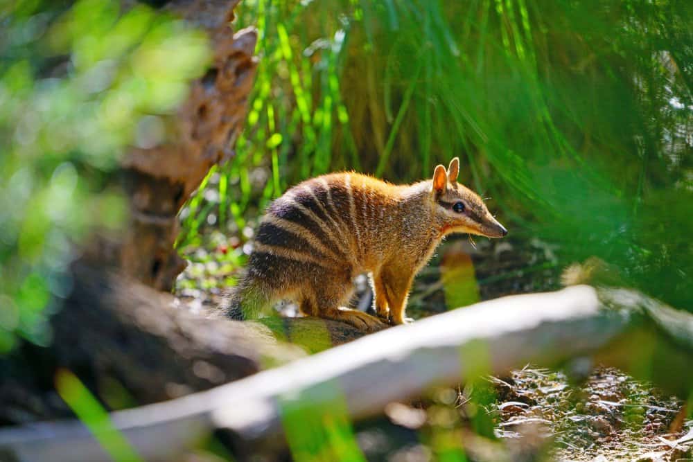 Numbat (Myrmecobius Fasciatus) - walking through bushes