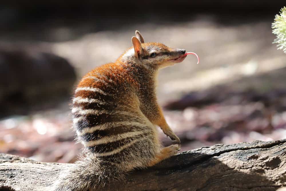 Numbat (Myrmecobius Fasciatus) - sitting on rock