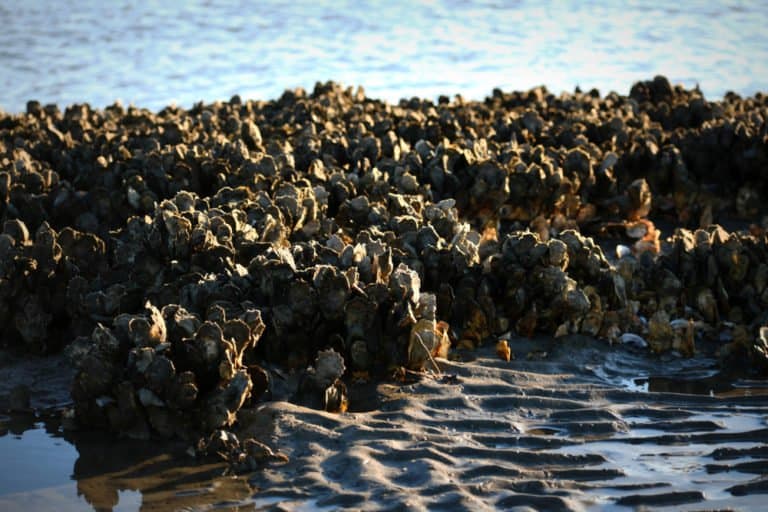 Oyster (Ostreidae) - on rocks in ocean