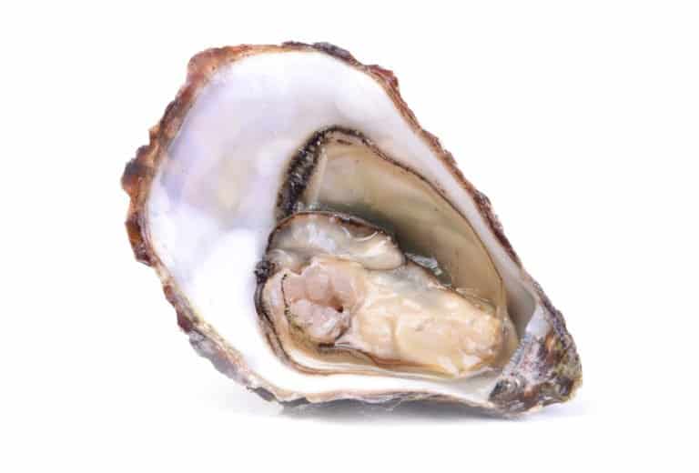 Oyster (Ostreidae) - open against white background