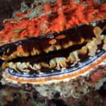 Oyster