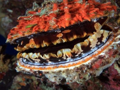 Oyster (Ostreidae) - colorful thorny oyster