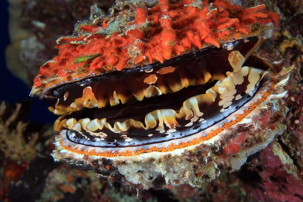 Live Oysters In Water