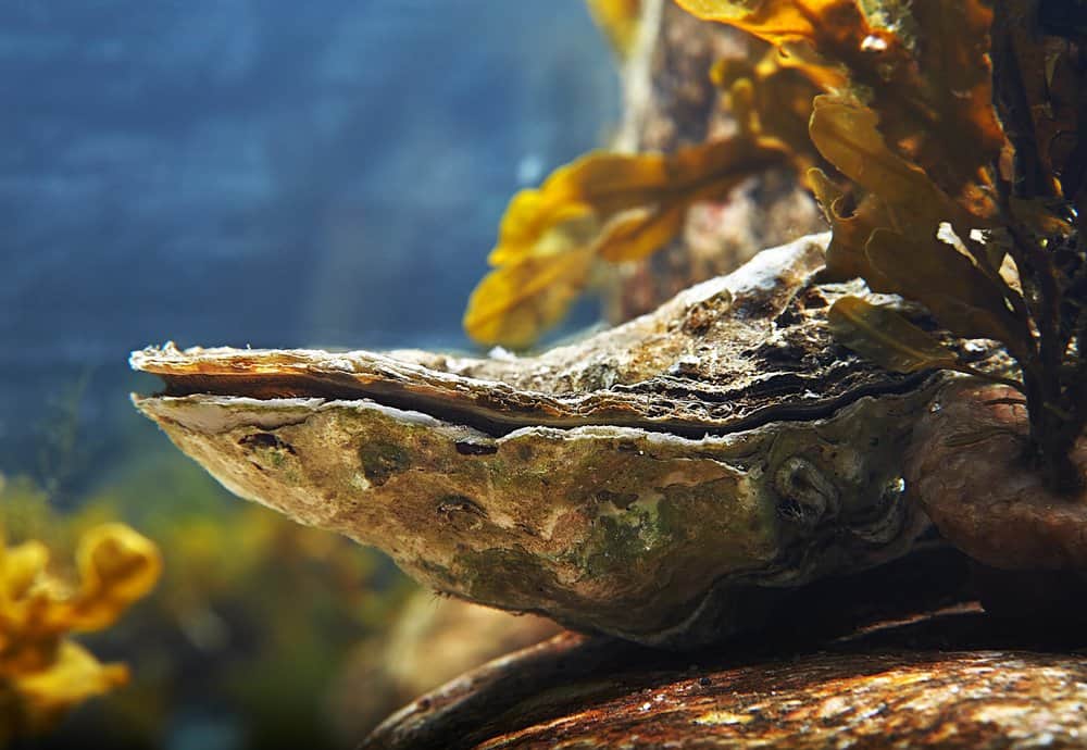 Oyster (Ostreidae) - underwater