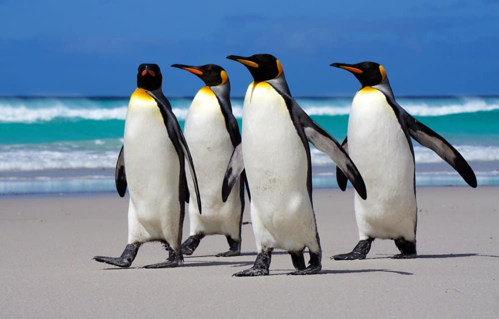 4 emperor penguins (Aptenodytes Forsteri) - walking on a beach