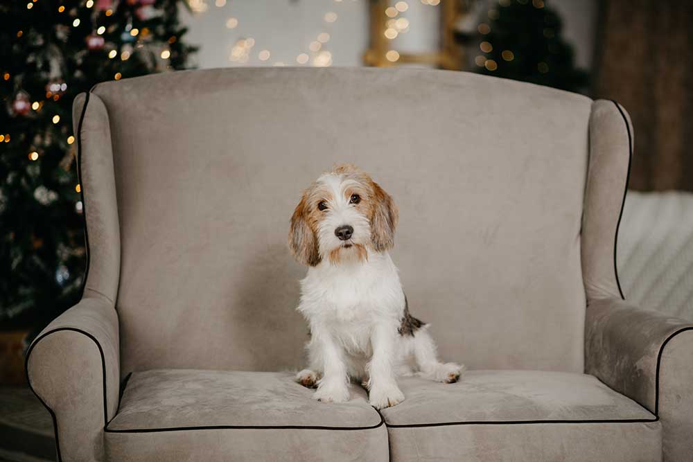 Petit Basset Griffon Vendéen sitting on a chair in front of Christmas tree.