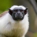 Pied tamarin