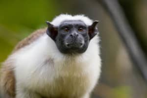 Pied Tamarin (Saguinus Bicolor) - looking forward