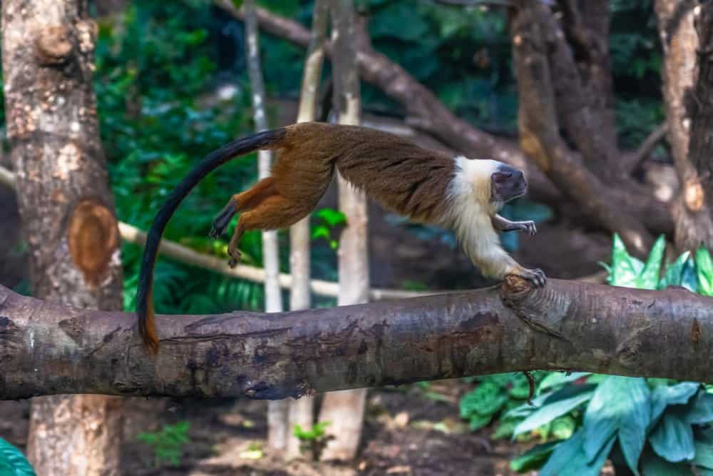 Pied Tamarin (Saguinus Bicolor) - jumping off a tree branch