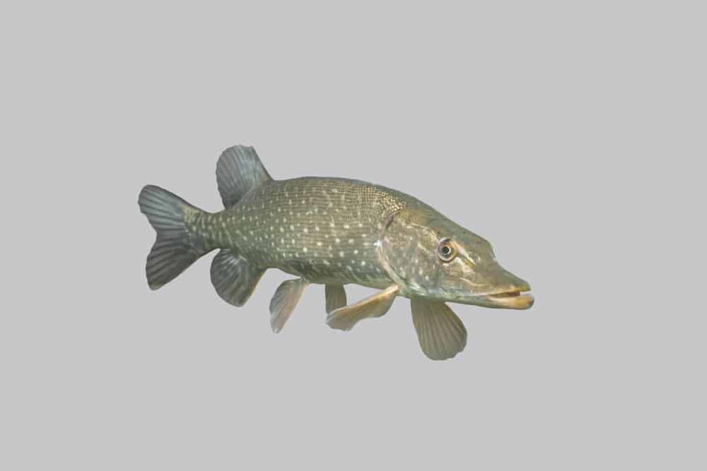 Pike (Esox) - trên nền trắng