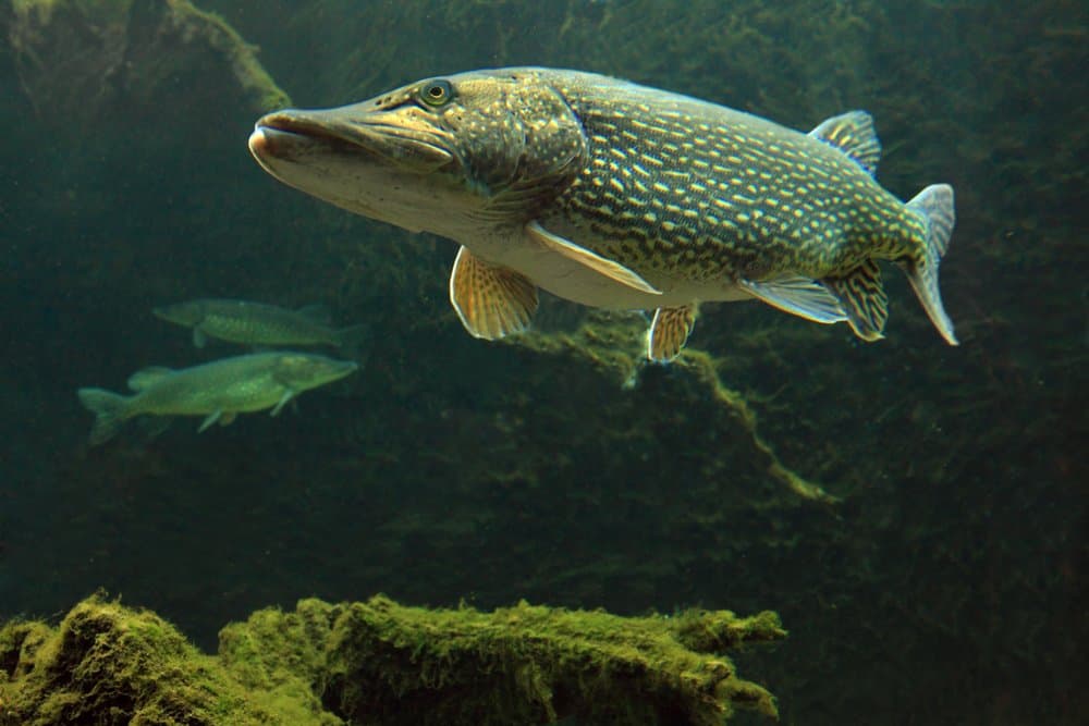 Pike Fish - A-Z Animals