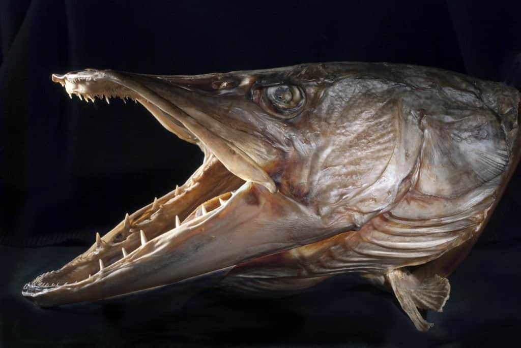 Pike Fish Teeth - Jaws of a Pike