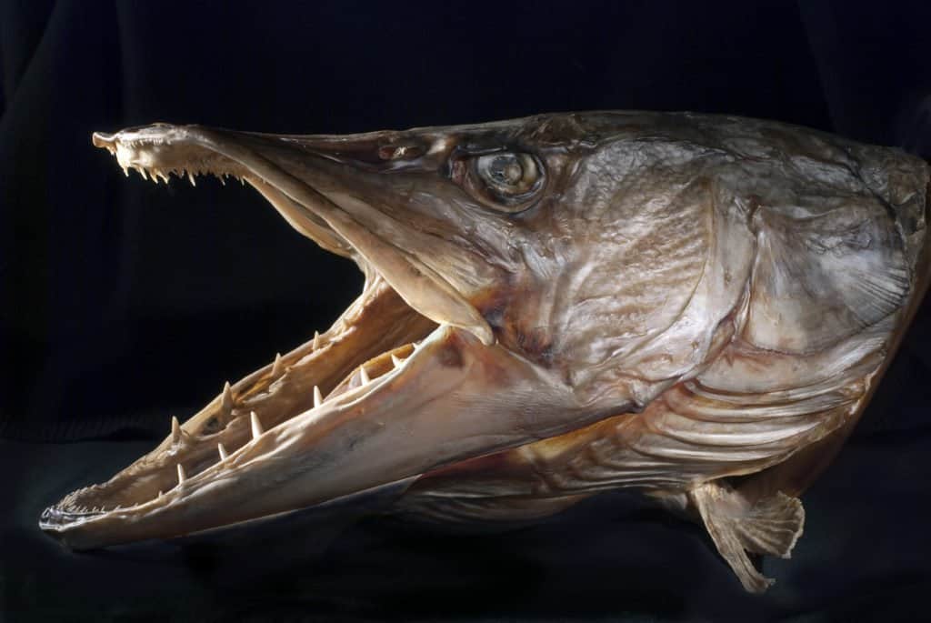 northern pike teeth