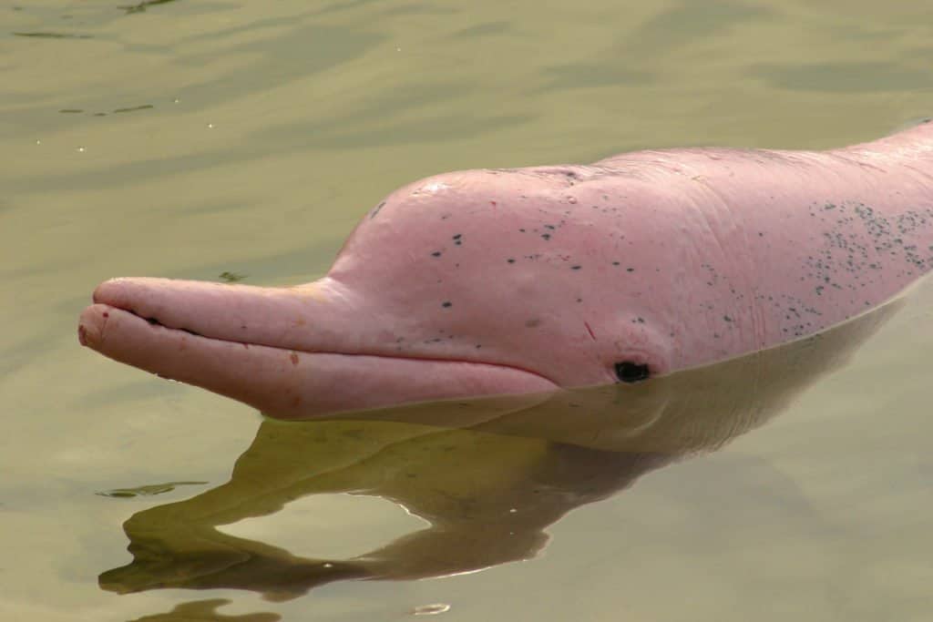 Pink River Dolphin Nose