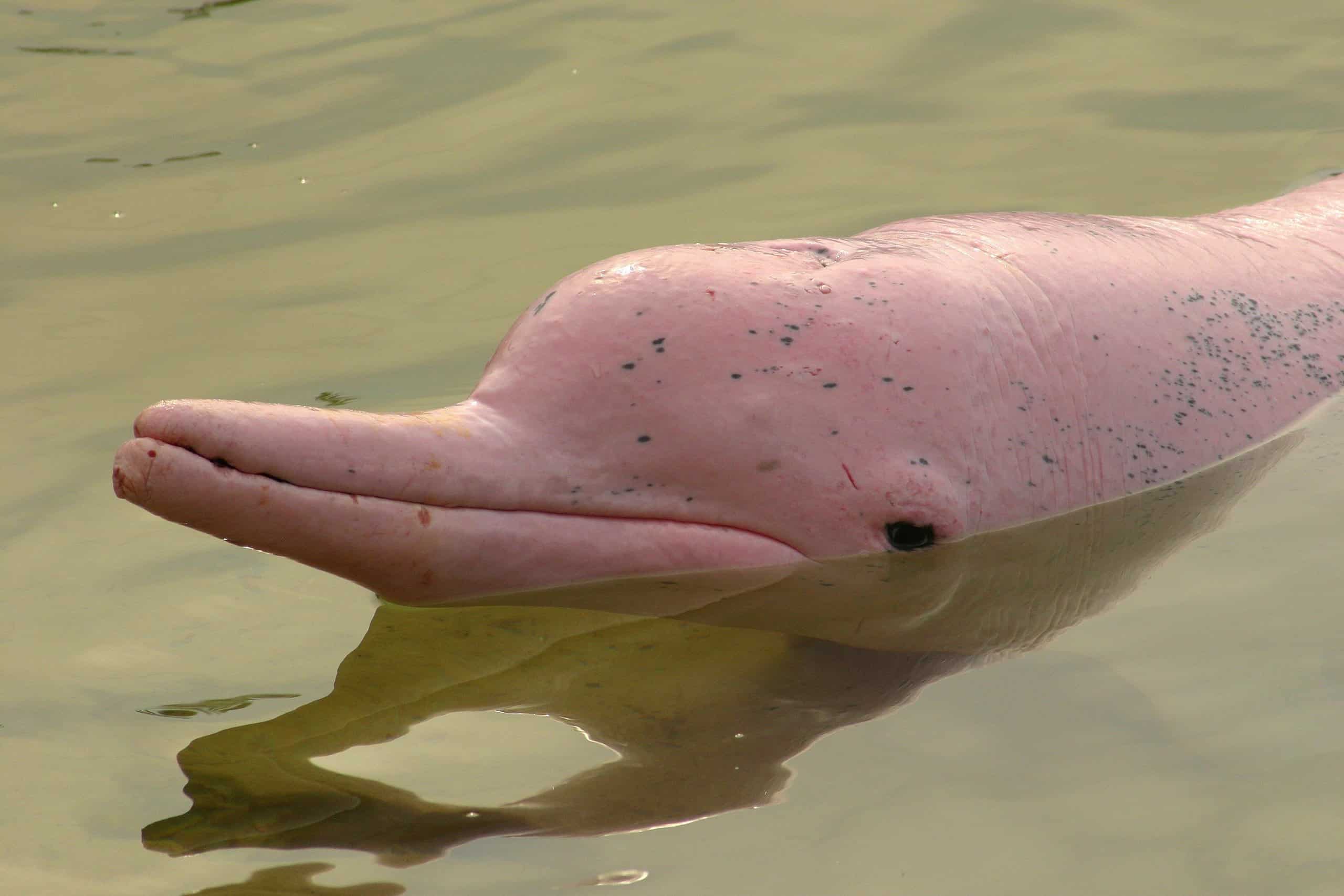 Amazon River Dolphin Pink Dolphin Pictures AZ Animals