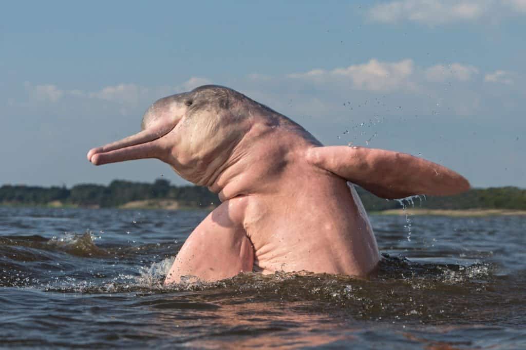  river dolphin jumps out of the water